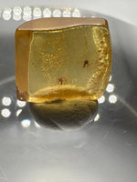 Fossil Insect Inclusion in Burmese Amber #4