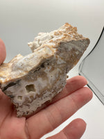 Withlacoochee River Agatized Coral #11