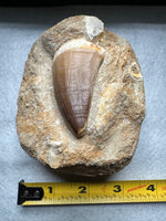 Mosasaur Tooth, Cretaceous, Oulad, Abdoun, Morocco