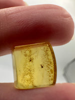 Fossil Insect Inclusion in Burmese Amber #4