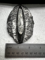 Natural Orthoceras Fossil Specimen #19