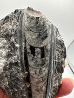 Natural Orthoceras Fossil Specimen #12