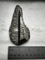 Natural Orthoceras Fossil Specimen #20