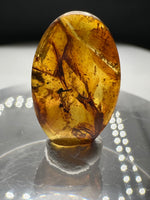 Fossil Insect Inclusion in Burmese Amber #5