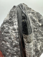 Natural Orthoceras Fossil Specimen #10