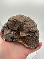 Agatized Coral, Florida