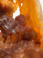 Withlacoochee River Agatized Coral #2
