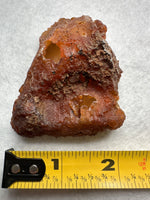Withlacoochee River Agatized Coral #2