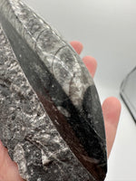 Natural Orthoceras Fossil Specimen #5