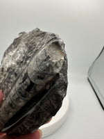 Natural Orthoceras Fossil Specimen #12