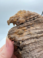 Withlacoochee River Agatized Coral #13