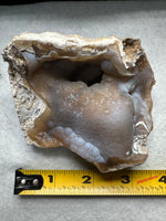 Withlacoochee River Agatized Coral #3