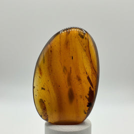 Fossil Insect Inclusion in Burmese Amber #6