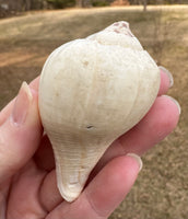 Assorted Shells for Crafts or Decor