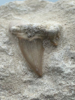 Otodus Shark Tooth, Eocene, Khouribga, Morocco on Matrix #3