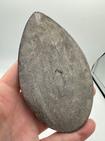 Natural Orthoceras Fossil Specimen #4