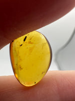 Fossil Insect Inclusion in Burmese Amber #2