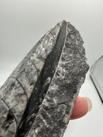 Natural Orthoceras Fossil Specimen #5