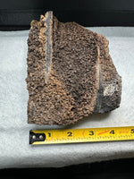 Permineralized Wood Specimen with Quartz Druzy