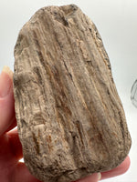 Petrified Wood Specimen #1