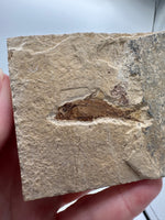 Fossil Fish, Eocene, Green River, Kemmerer, WY