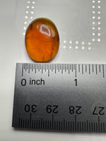 Fossil Insect Inclusion in Burmese Amber #1