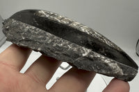 Natural Orthoceras Fossil Specimen #15
