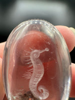 Beautiful Seahorse Garden Quartz Inner Scene Carving #1