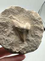 Otodus Shark Tooth, Eocene, Khouribga, Morocco on Matrix #3