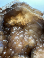 Withlacoochee River Agatized Coral #4