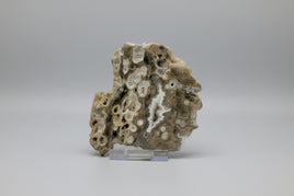 8th Vein Ocean Jasper Slab #26