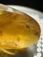 Fossil Insect Inclusion in Burmese Amber #10