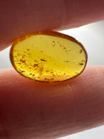 Fossil Insect Inclusion in Burmese Amber #3