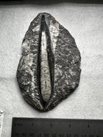 Natural Orthoceras Fossil Specimen #13