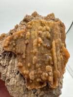 Withlacoochee River Agatized Coral #1
