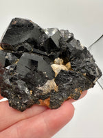 Uvite, Powers Farm, Pierrepont, New York