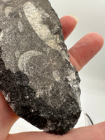 Natural Orthoceras Fossil Specimen #17