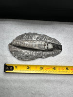 Natural Orthoceras Fossil Specimen #11