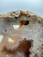 Withlacoochee River Agatized Coral #12