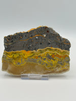 Bumblebee Jasper, Java, Indonesia #1