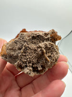 Withlacoochee River Agatized Coral #1