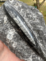 Orthoceras Fossil #11