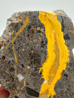 Bumblebee Jasper, Java, Indonesia #8