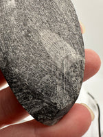 Natural Orthoceras Fossil Specimen #22