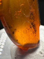 Fossil Insect Inclusion in Burmese Amber #6
