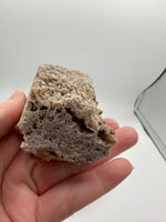 Withlacoochee River Agatized Coral #14
