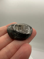 Natural Orthoceras Fossil Specimen #23