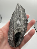Natural Orthoceras Fossil Specimen #5