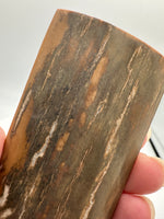 Woolly Mammoth Ivory, Pleistocene, Siberia, Russia