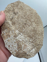 Fossil Fish, Eocene, Green River, Kemmerer, WY - Good Detail